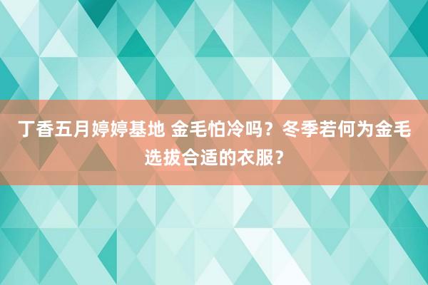 丁香五月婷婷基地 金毛怕冷吗？冬季若何为金毛选拔合适的衣服？