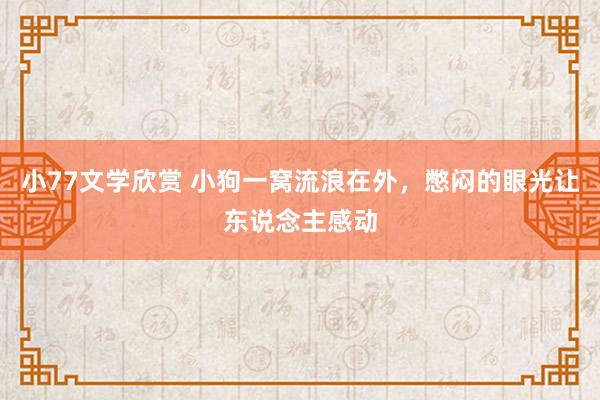 小77文学欣赏 小狗一窝流浪在外，憋闷的眼光让东说念主感动